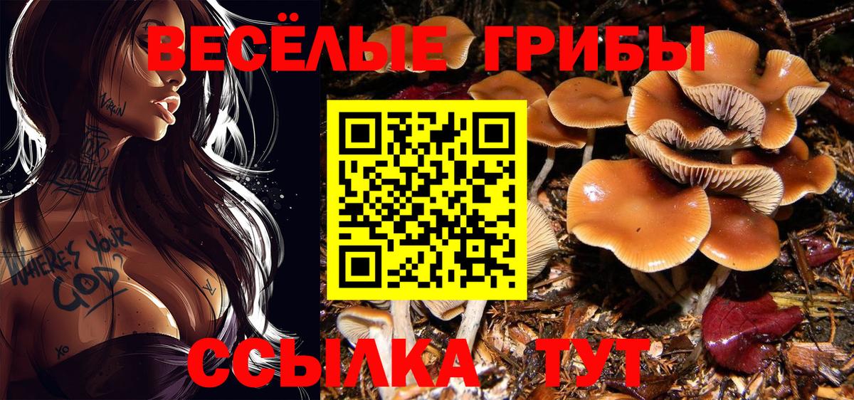 Псилоцибиновые грибы Psilocybine cubensis Тавда